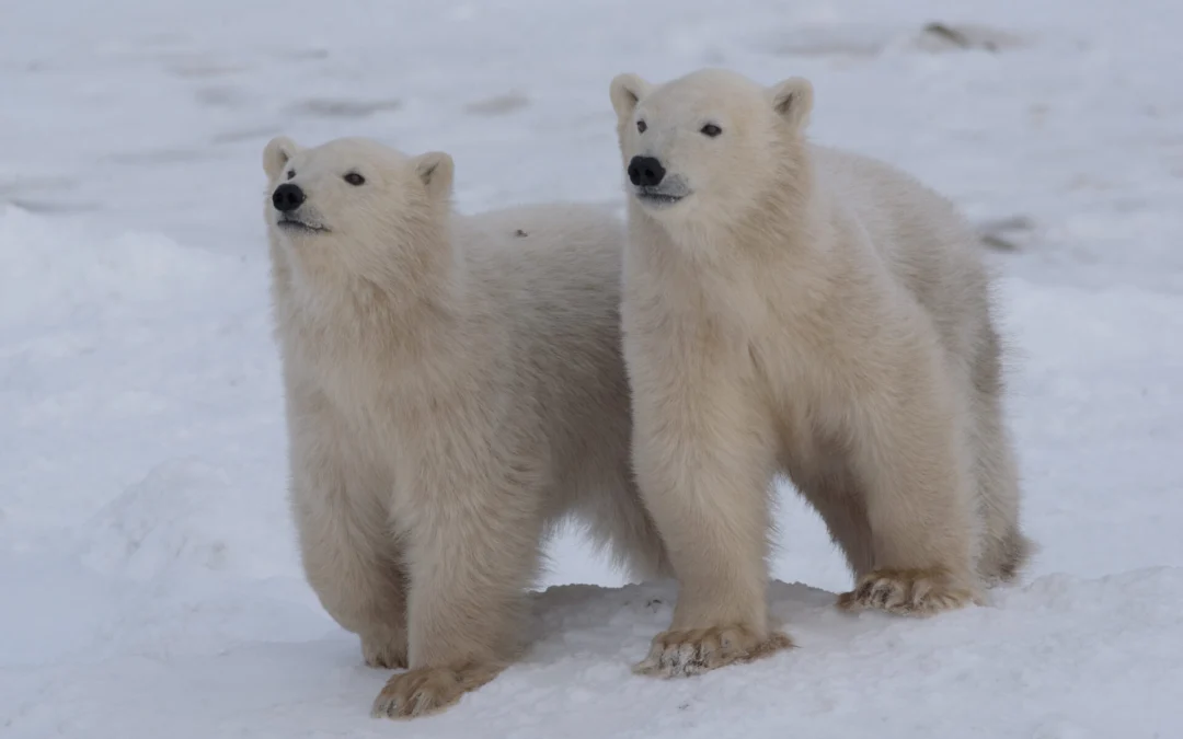 Polar bear research, Churchill, Canada (2024)