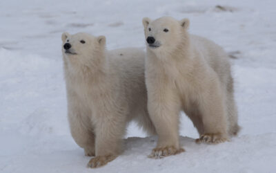 Polar bear research, Churchill, Canada (2024)