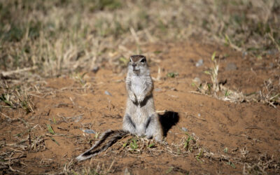 PhD research, Canada/South Africa (2022-…)